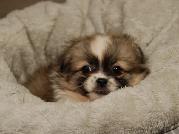 Pekepom DOG Female org prti 18112 Petland Iowa City, Iowa