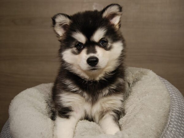 Pomsky-DOG-Female-Blk & Wh-18114-Petland Iowa City, Iowa