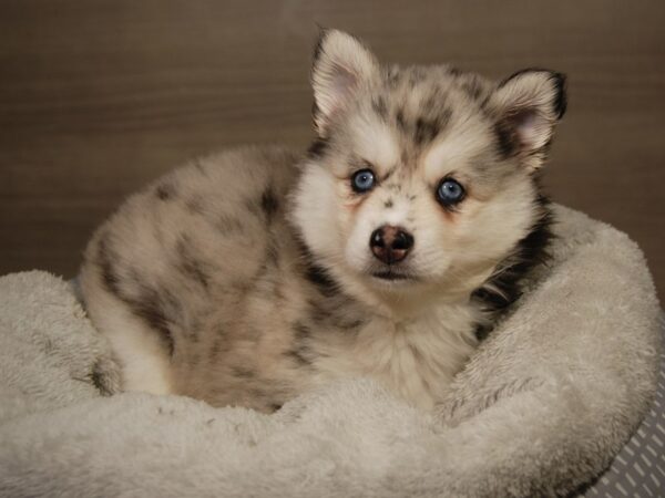 Pomsky DOG Female Bl mrl 18115 Petland Iowa City, Iowa