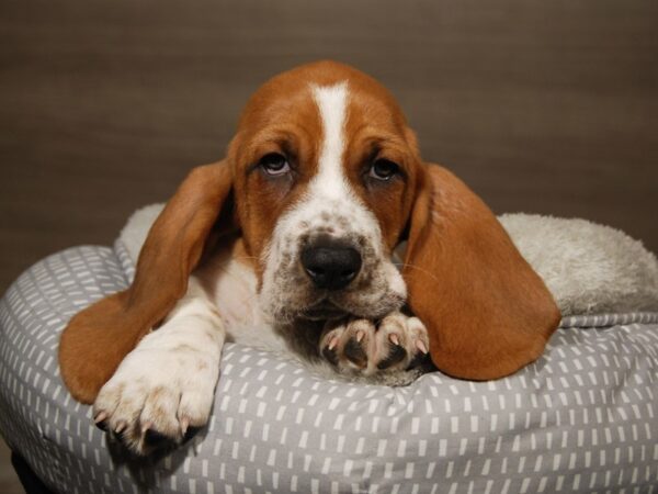 Basset Hound DOG Male Red 18116 Petland Iowa City, Iowa