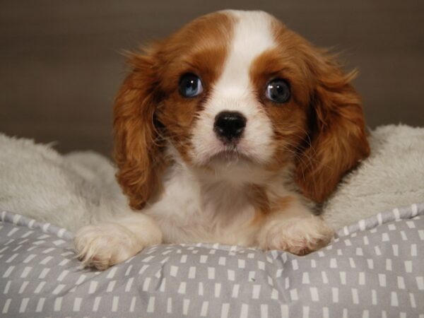 Cavalier King Charles Spaniel DOG Female Blenheim 18117 Petland Iowa City, Iowa