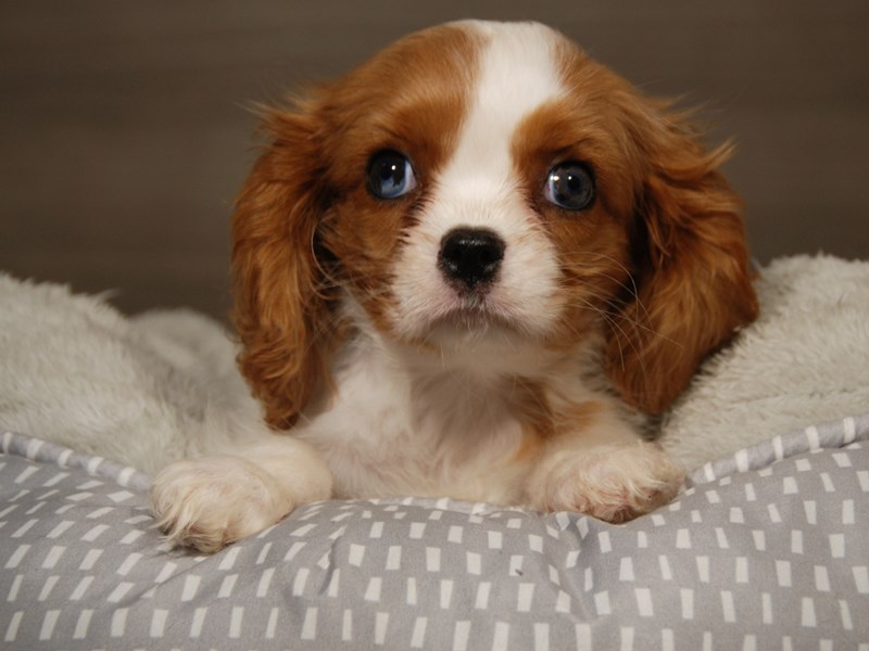 Cavalier King Charles Spaniel Dog Female Blenheim 18117