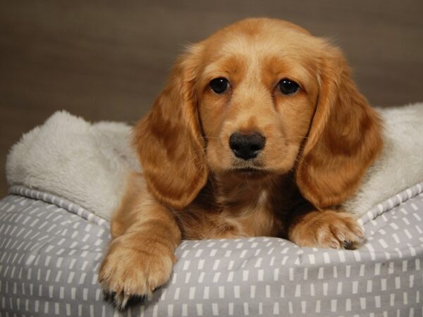 Dachshund DOG Male Cream 18118 Petland Iowa City, Iowa