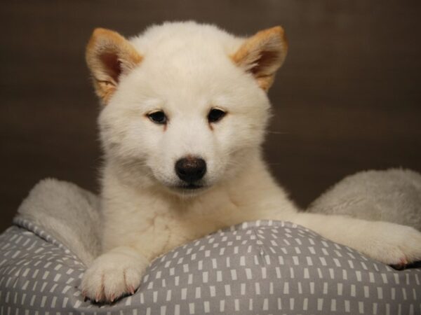 Shiba Inu DOG Male Cream 18119 Petland Iowa City, Iowa