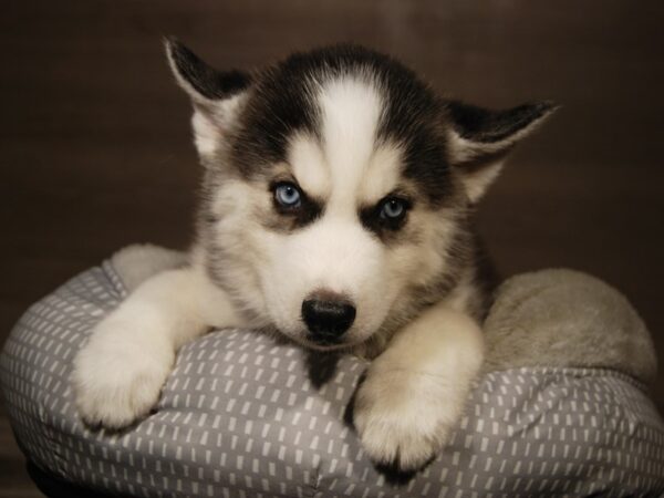 Siberian Husky DOG Male Black / White 18120 Petland Iowa City, Iowa