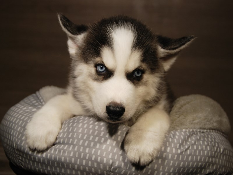 Siberian Husky Puppy Black / White ID:18120 Located at Petland