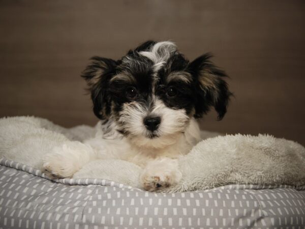 Havanese DOG Female 18105 Petland Iowa City, Iowa