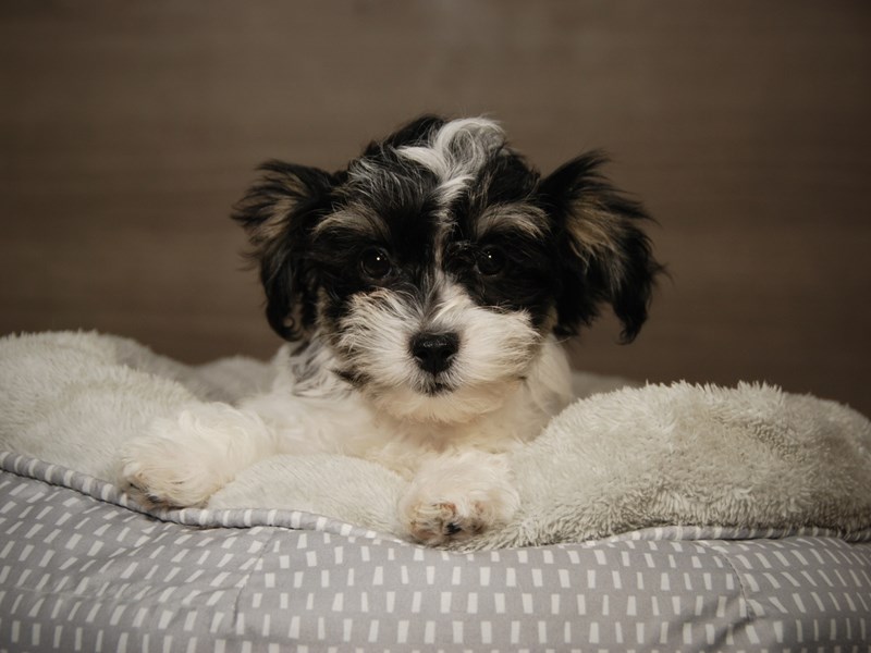 Havanese Dog Female 18105