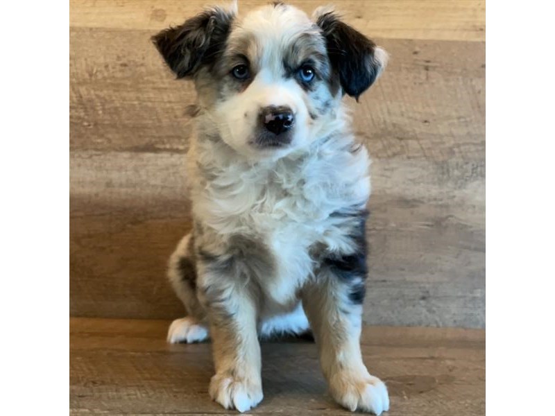 Australian Shepherd Dog Female Blue Merle / White 18123