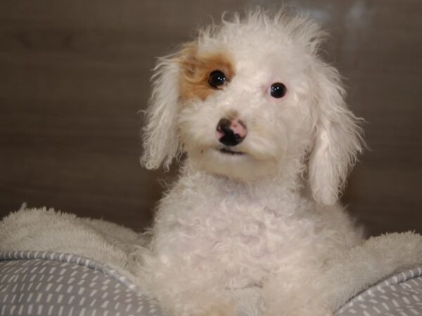 Poodle Mini DOG Male Cream / White 18100 Petland Iowa City, Iowa