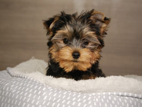 Yorkshire Terrier DOG Male bl & gld 18121 Petland Iowa City, Iowa