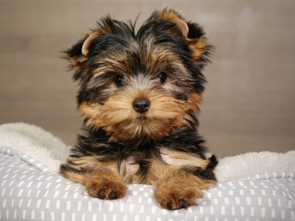 Yorkshire Terrier DOG Female bl & gld 18122 Petland Iowa City, Iowa