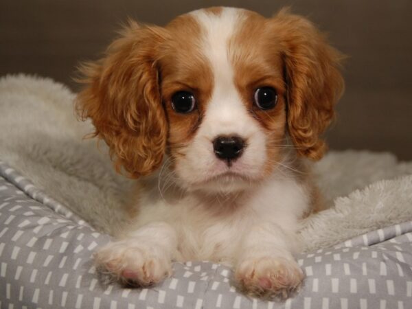 Cavalier King Charles Spaniel-DOG-Male-Blenheim-18124-Petland Iowa City, Iowa