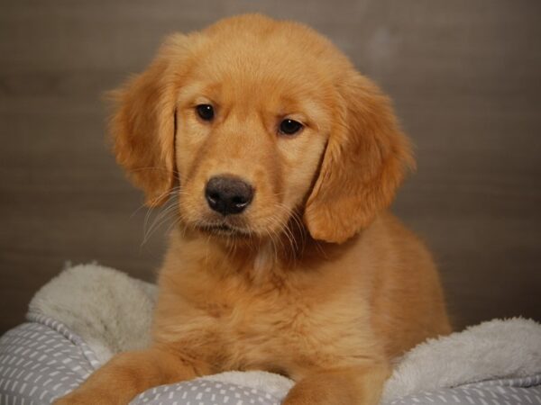 Golden Retriever DOG Male Golden 18125 Petland Iowa City, Iowa