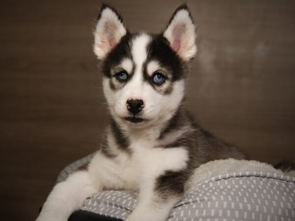 Siberian Husky DOG Female Black / White 18127 Petland Iowa City, Iowa