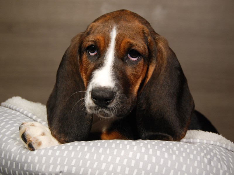 Basset Hound Dog Female Black Tan / White 18128