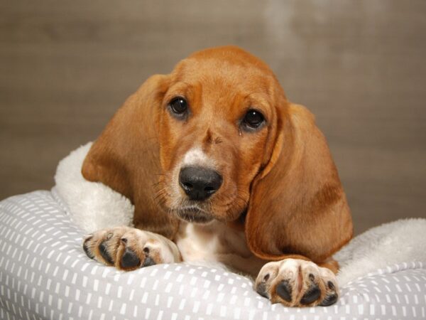 Basset Hound DOG Male Red 18129 Petland Iowa City, Iowa