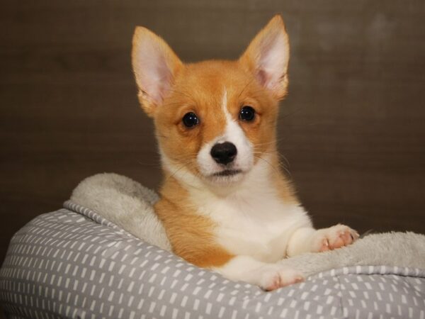 Pembroke Welsh Corgi DOG Female Fawn 18130 Petland Iowa City, Iowa