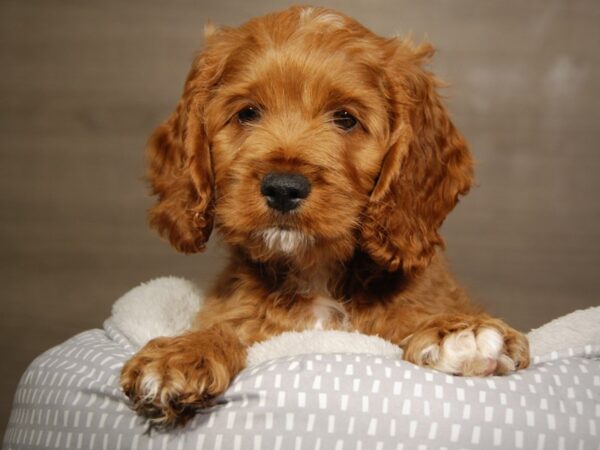 Cockapoo DOG Male Apricot 18131 Petland Iowa City, Iowa