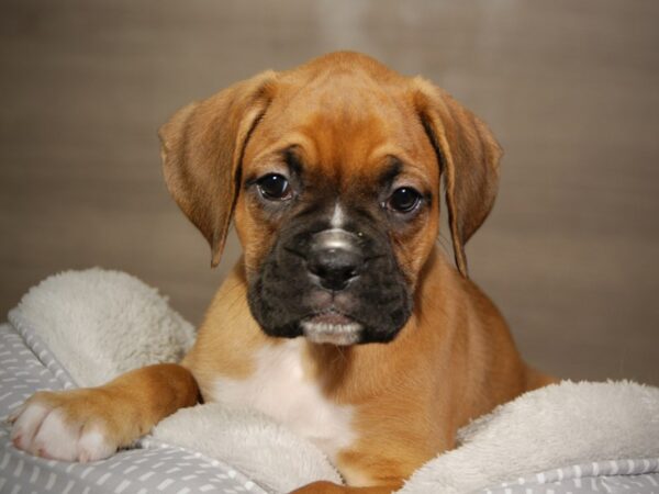 Boxer DOG Male Fwn & Wht 18132 Petland Iowa City, Iowa