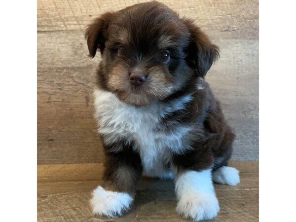 Miniature Australian Shepherd/Miniature Schnauzer-DOG-Female-Chocolate / White-18141-Petland Iowa City, Iowa