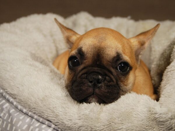 French Bulldog DOG Male Rd 18133 Petland Iowa City, Iowa