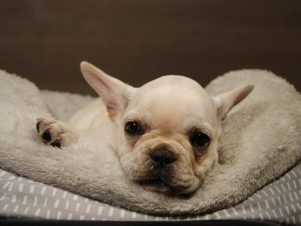 French Bulldog DOG Female cr 18134 Petland Iowa City, Iowa