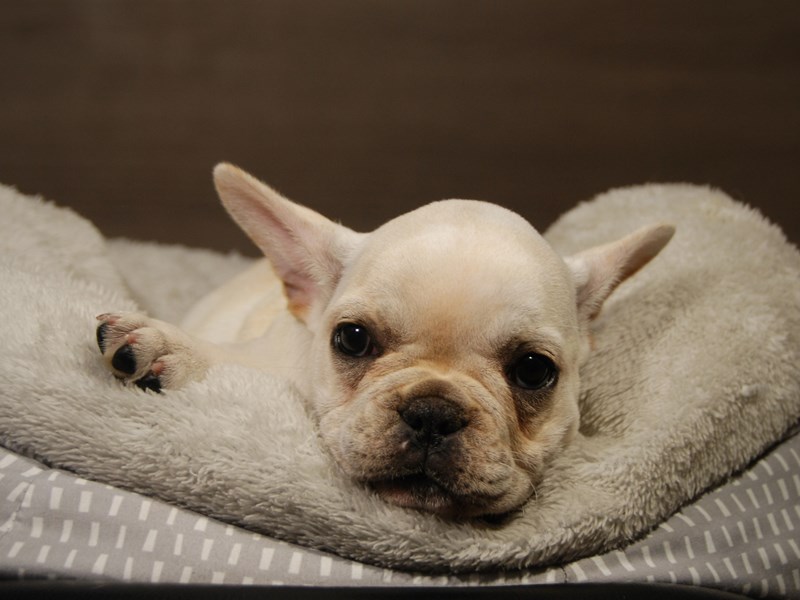 French Bulldog Dog Female cr 18134