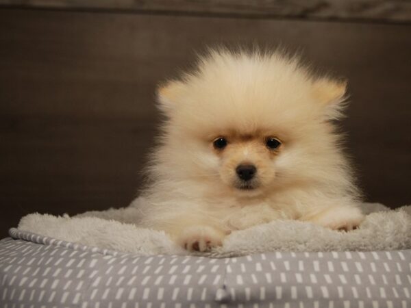 Pomeranian DOG Male Cream 18136 Petland Iowa City, Iowa