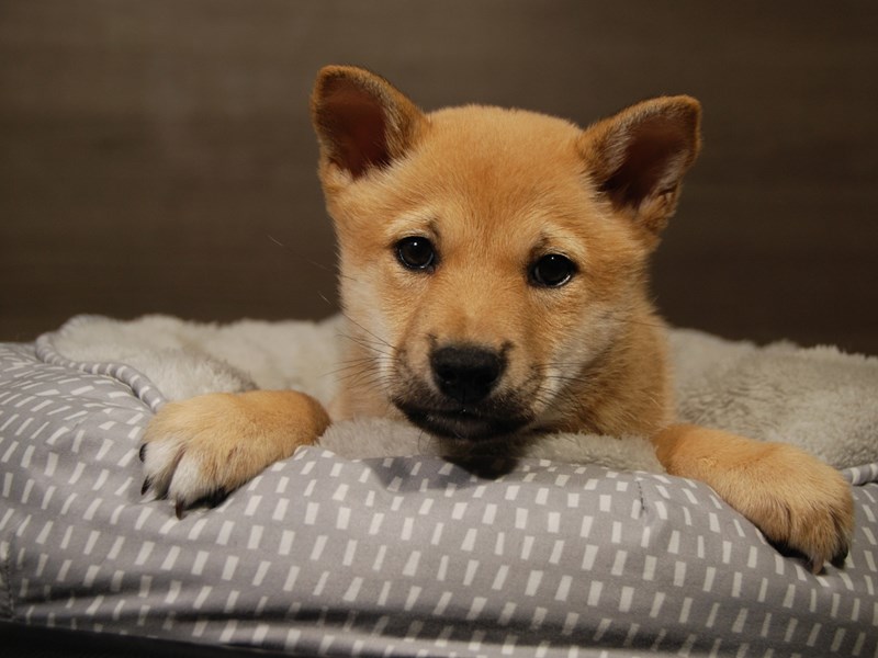Shiba Inu Dog Female Red Sesame 18137