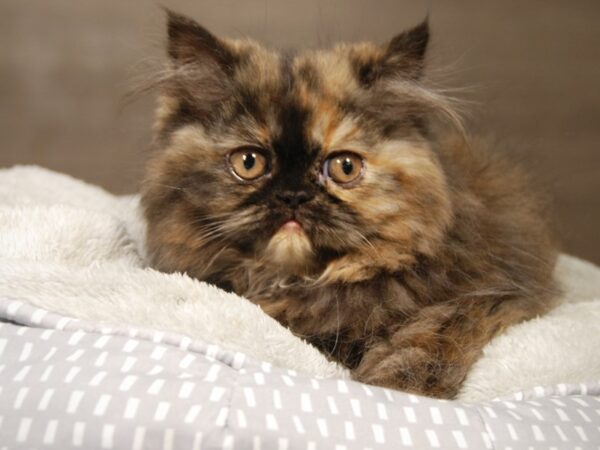 Exotic Short Hair-CAT-Female-Tortishell-18138-Petland Iowa City, Iowa