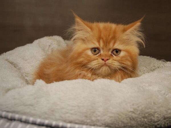 Exotic Short Hair CAT Male Orange 18139 Petland Iowa City, Iowa