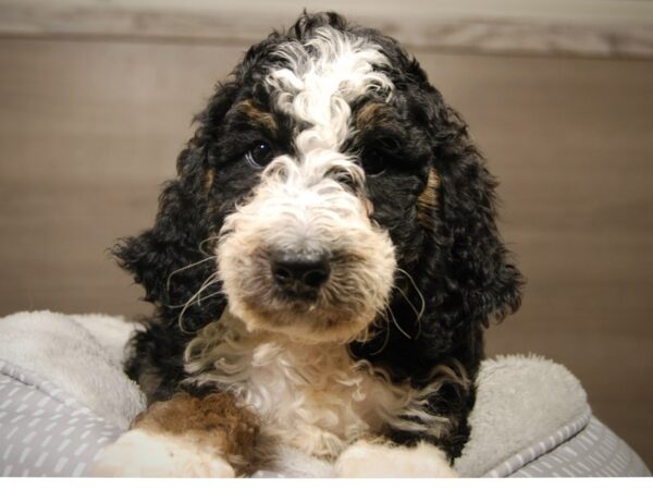 Bernadoodle-DOG-Male-Tri-Colored-18140-Petland Iowa City, Iowa