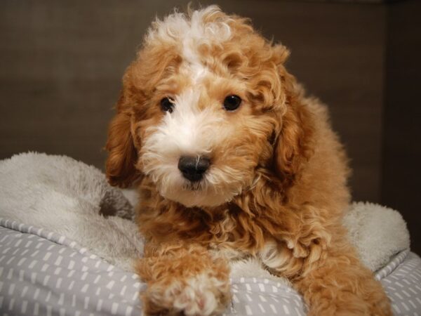 Goldendoodle Mini 2nd Gen-DOG-Male-gldn-18142-Petland Iowa City, Iowa