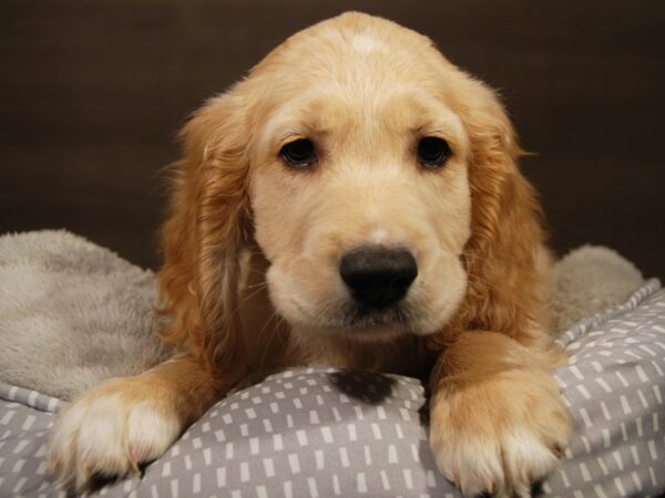 Golden Retriever/ Cocker Spaniel-DOG-Male-gldn, wh mkgs-18143-Petland Iowa City, Iowa