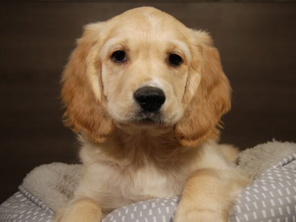 Golden Retriever/ Cocker Spaniel DOG Male gldn, wh mkgs 18144 Petland Iowa City, Iowa