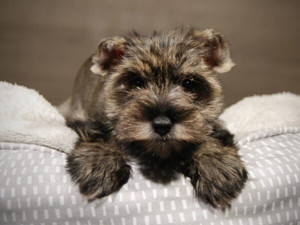 Miniature Schnauzer DOG Female Liver Pepper 18145 Petland Iowa City, Iowa