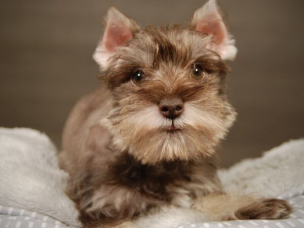 Miniature Schnauzer DOG Female Salt / Pepper 18146 Petland Iowa City, Iowa