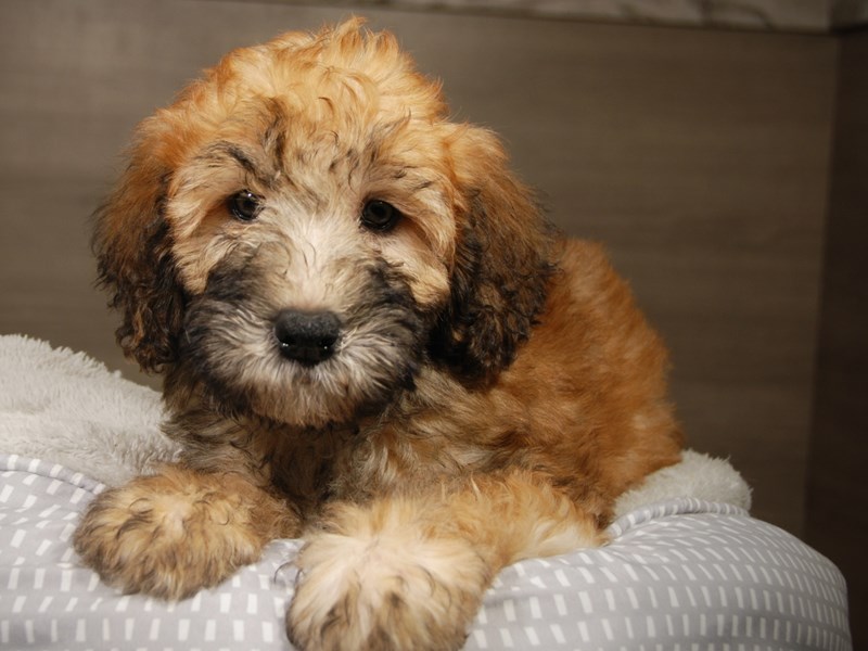 Soft Coated Wheaten Terrier Dog Male Wheaten 18147