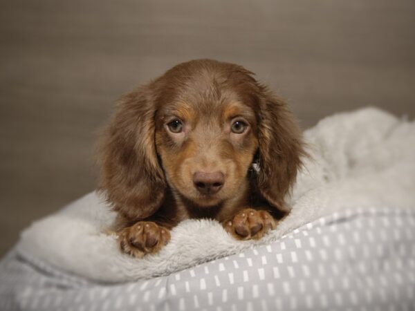 Dachshund DOG Female Chocolate 18148 Petland Iowa City, Iowa