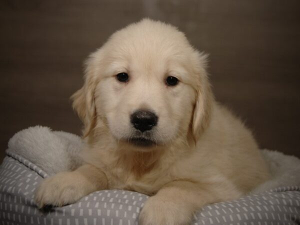 Golden Retriever DOG Female Cream 18149 Petland Iowa City, Iowa