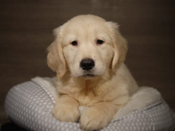 Golden Retriever DOG Male Cream 18150 Petland Iowa City, Iowa