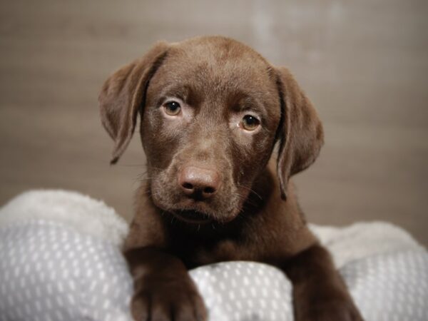 Labrador Retriever DOG Female Chocolate 18151 Petland Iowa City, Iowa