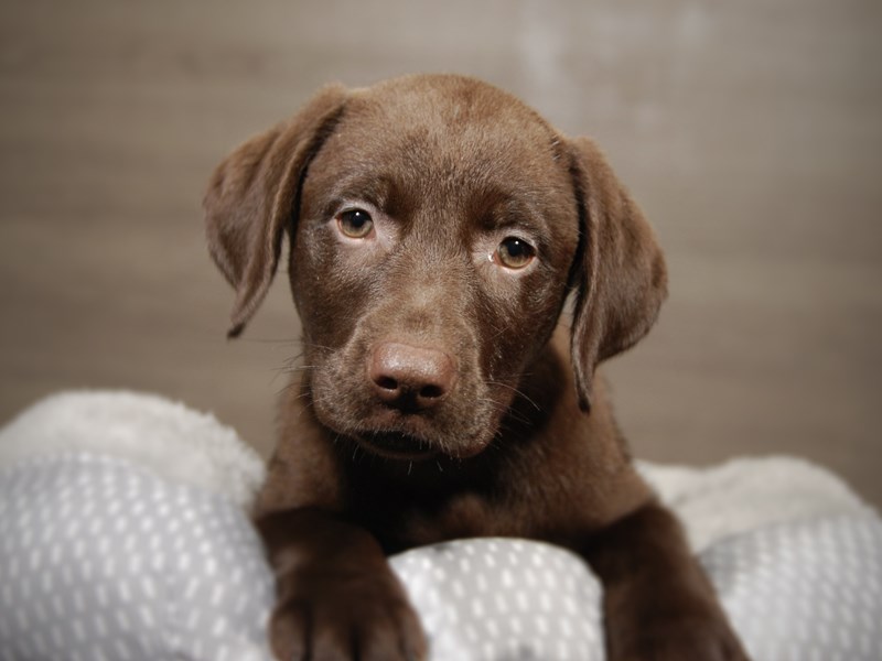 Labrador RetrieverDOGFemaleChocolate3720897Petland Iowa City, Iowa