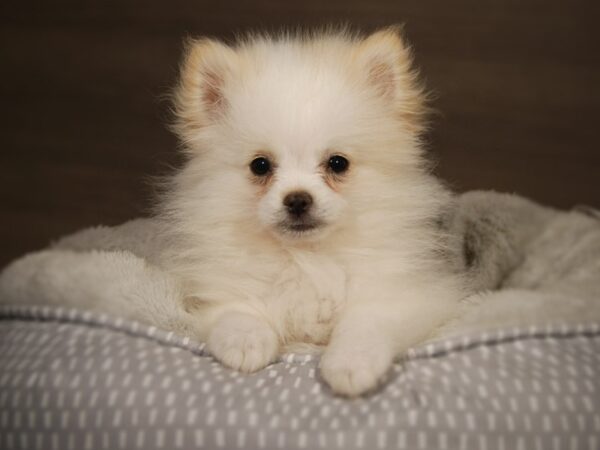 Pomeranian DOG Female Cream 18152 Petland Iowa City, Iowa