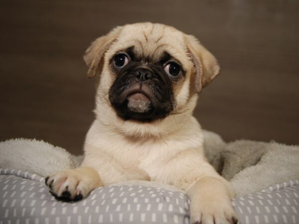 Pug-DOG-Male-Fawn-18153-Petland Iowa City, Iowa