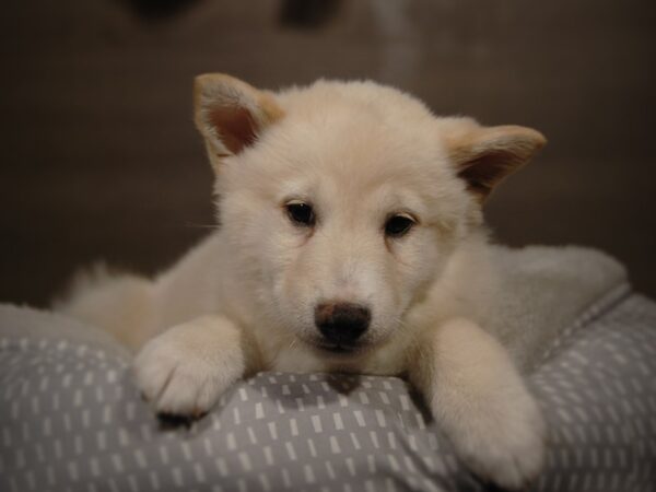 Shiba Inu DOG Male Cream 18155 Petland Iowa City, Iowa