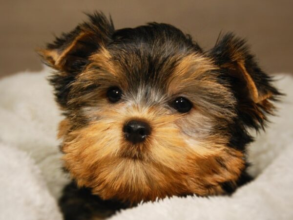 Yorkshire Terrier DOG Male Blk & Gld 18157 Petland Iowa City, Iowa