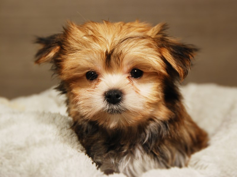 Morkie Dog Male Gld 18158