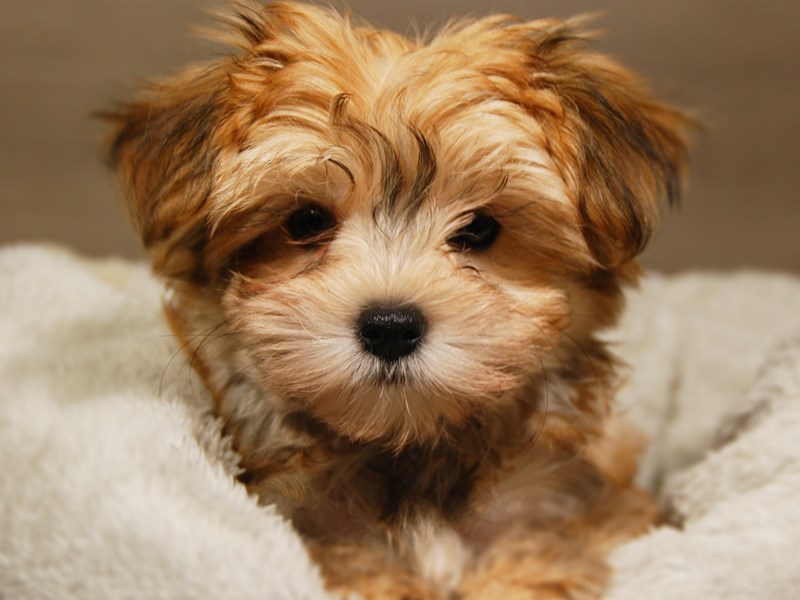 Morkie Dog Female Gld 18159